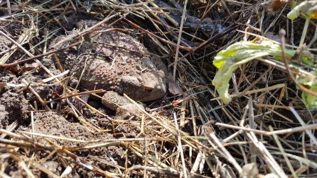 crapaud dans paillage