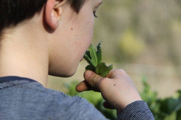 permaculture enfant menthe